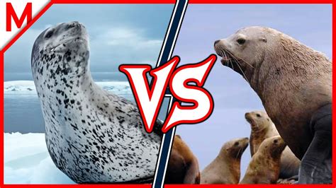 16💥Leopard Seal vs Steller Sea Lion | + Coyote vs Red Fox winner - YouTube