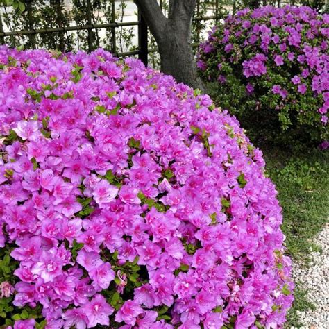 National Plant Network 2.25 Gal. Azalea Poukhanense Compacta Flowering ...