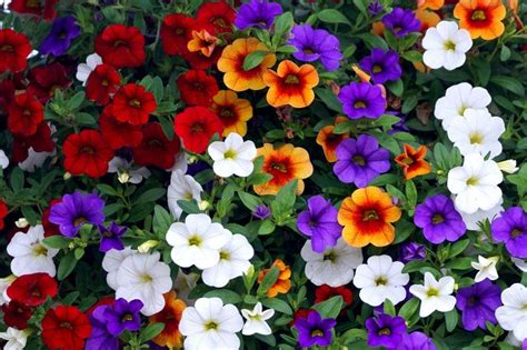 Guía de cuidados de la planta Calibrachoa | Cuidado de plantas, Plantas ...