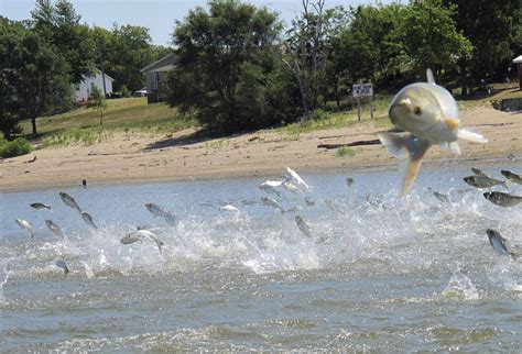 Spread of jumping carp believed to be limited in Alabama - al.com