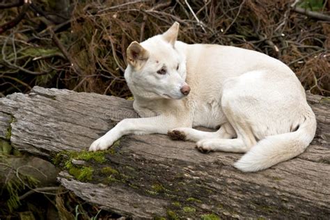 White dingo stock photo. Image of wild, animal, pack - 22743620