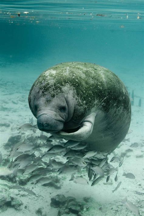 Manatee Wallpaper (64+ pictures) - WallpaperSet