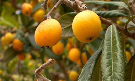 How to Plant, Grow, and Care for a Loquat Tree