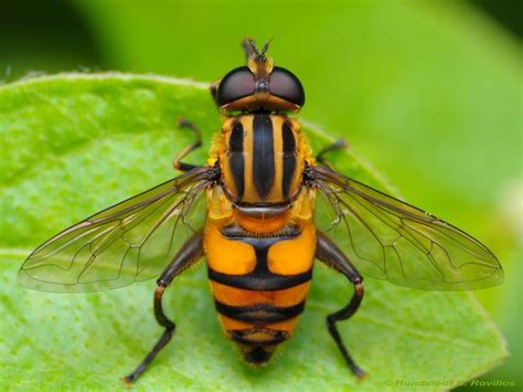 133 best Syrphidae images on Pinterest | Insects, Bugs and Software bug