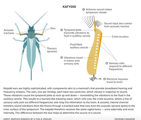 Awesome Ears: The Weird World of Insect Hearing | Discover Magazine