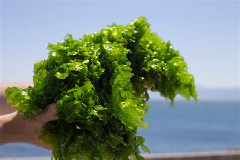 Researchers have recently discovered 20 new species of Sea lettuce ...