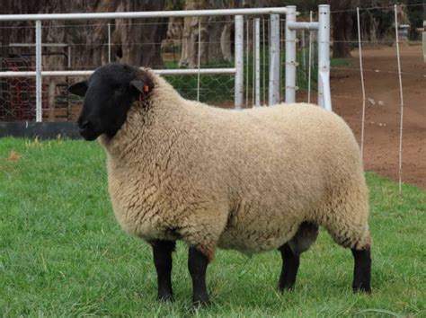 Suffolk Sheep Breeders - Hatari Farming