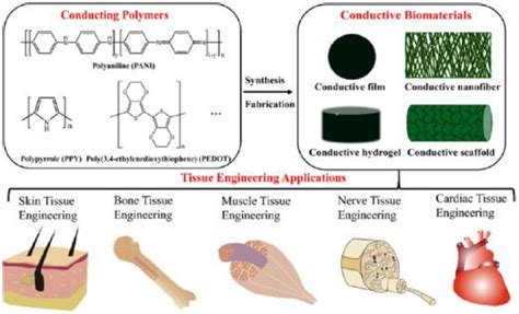 Polymers | Free Full-Text | Conducting Polymers, Hydrogels and Their ...