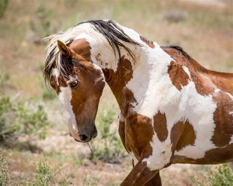 Meet Picasso: The Most Famous Wild Mustang In America in 2020 | Wild ...