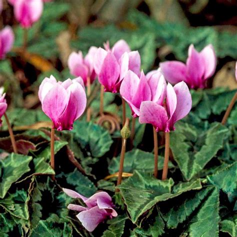 Cyclamen Bulbs - hederifolium (With images) | Sutton seeds, Bulb ...