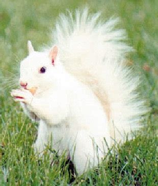 Home to the White Squirrel