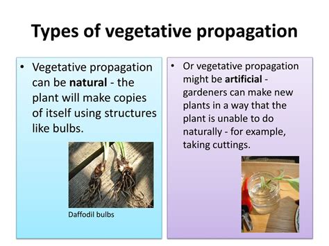 What Are The Types Of Natural Vegetative Propagation at Carol Sorrels blog