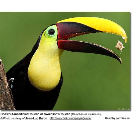 Natural and Captive Diet of Toucans / Toucanets and Aracaris