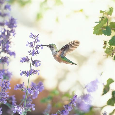 Herbs for Hummingbirds | The Family Handyman