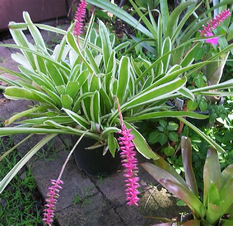 Bromeliad Plant and Flower Care Growing Indoor and Outdoor