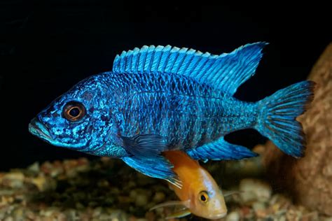 15 Stunning Blue Aquarium Fish Species | Build Your Aquarium