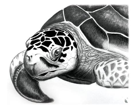 Turtle Face Drawing at PaintingValley.com | Explore collection of ...