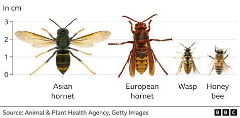 Difference Between Hornet And Bee