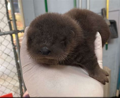 Baby River Otter : r/TinyUnits