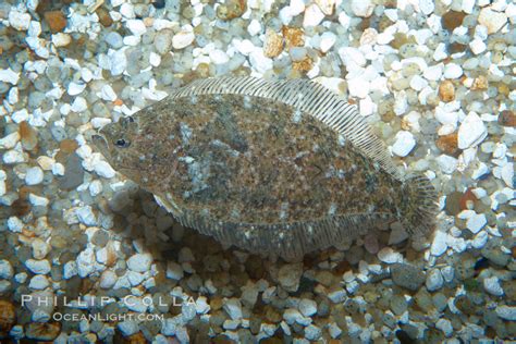 Sanddabs Photo, Stock Photograph of a Sanddabs, Citharichthys, #21524 ...