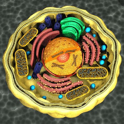 Human Cell 3d Model