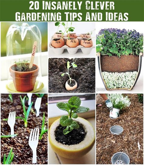 20 Insanely Clever Gardening Tips And Ideas - SHTF Prepping ...