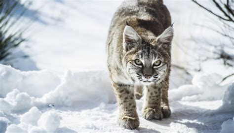 What Are the Dangers of Bobcats to Humans? | Sciencing