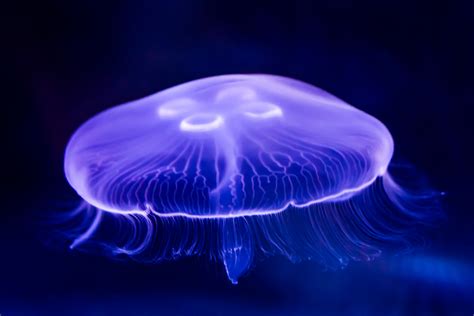 Moon Jellyfish Facts - CRITTERFACTS