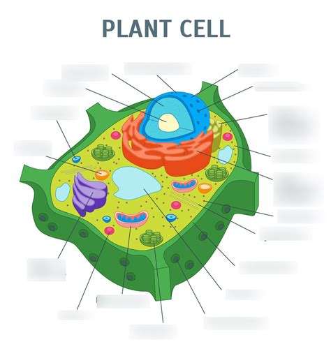 Plant Cell Organelles Diagram | Quizlet