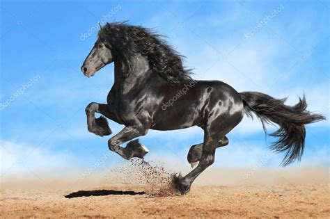 Running gallop Andalusian black horse — Stock Photo © vikarus #71026797