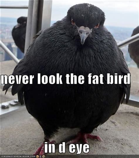 Funny fat birds |Funny Animal