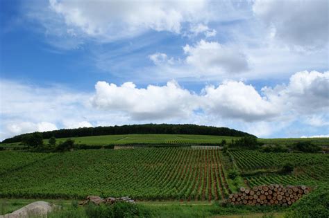 Burgundy wine grapes tell climate story, show warming accelerated in ...