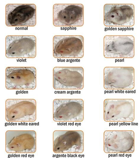 Winter White And Campbell Dwarf Hamsters: How Do You Tell Them Apart ...