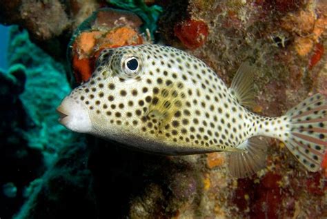 Trunkfish