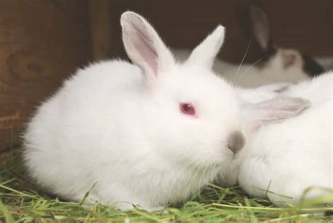 White Rabbit With Red Eyes Breed Name : American Rabbit Complete Breed ...