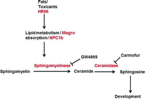 Sphingomyelin metabolism pathway. Genes regulated by HR96 play ...