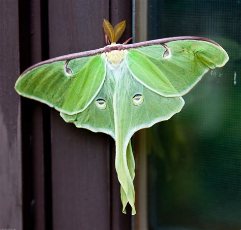 North American Luna Moth (A Field Guide to Kia Kima Scout Reservation ...