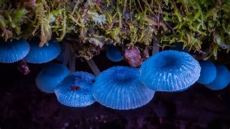 Can You Eat Blue Mycena Mushroom?