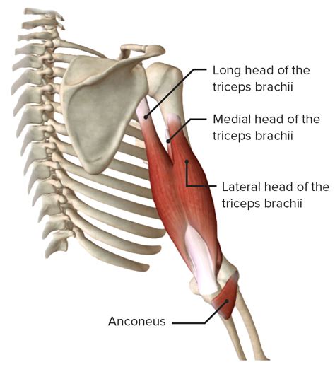 Elbow Joint Muscles