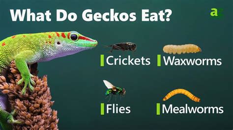 What Do Geckos Eat? 12 Foods in their Diet! - A-Z Animals