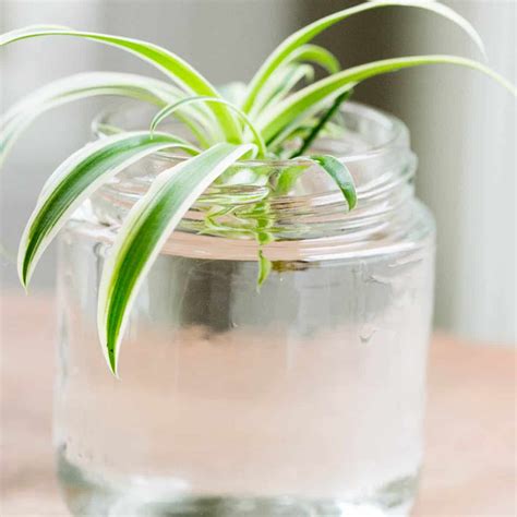 How To Grow Baby Spider Plants In Water (Easily!) - Green Garden Cottage