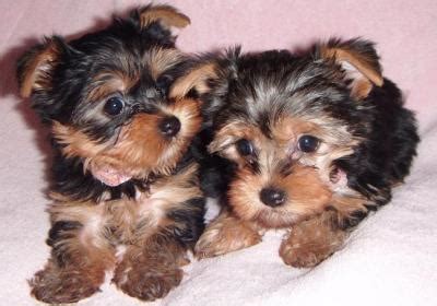 Adorable Teacup Yorkie Puppies For Free Adoption