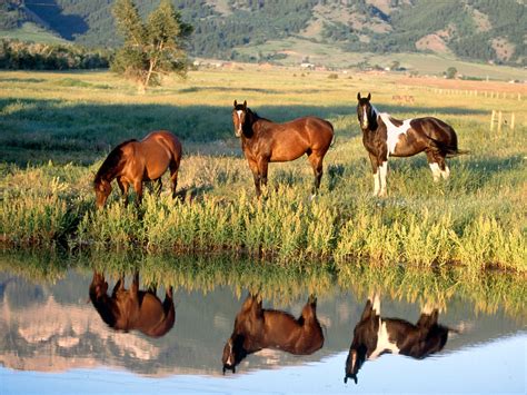 Bing Desktop Wallpaper Horses