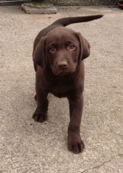 Pics Photos - Chocolate Color Labrador Puppies Photos Available In ...