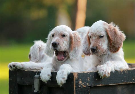 English Setter Puppies For Sale - AKC PuppyFinder