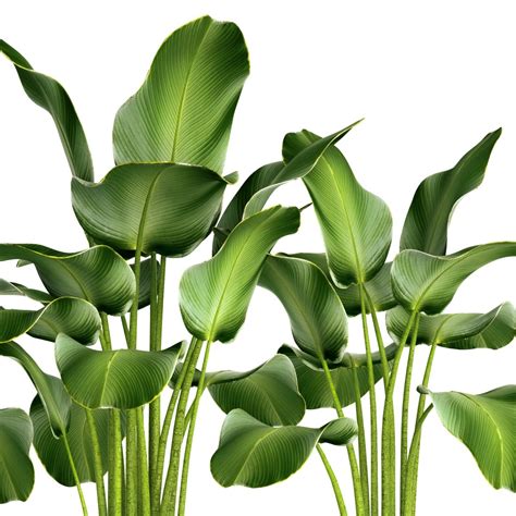 Calathea Lutea, Bushes, Exotic, Flower, Concrete - 3D Model for VRay