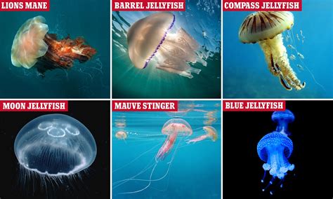 Blue Jellyfish Species