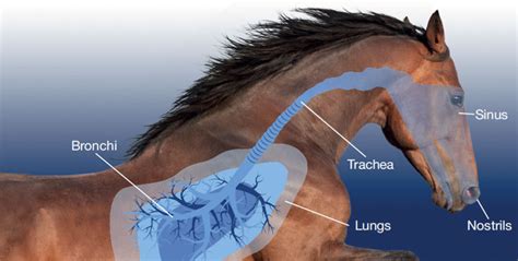 Horse Lung Anatomy Diagram