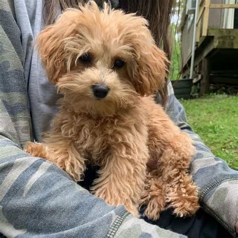 25 Maltipoo Haircuts to Make Your Puppy Even Cuter