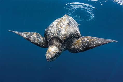 Welcome to Planet Leatherback — The State of the World's Sea Turtles | SWOT